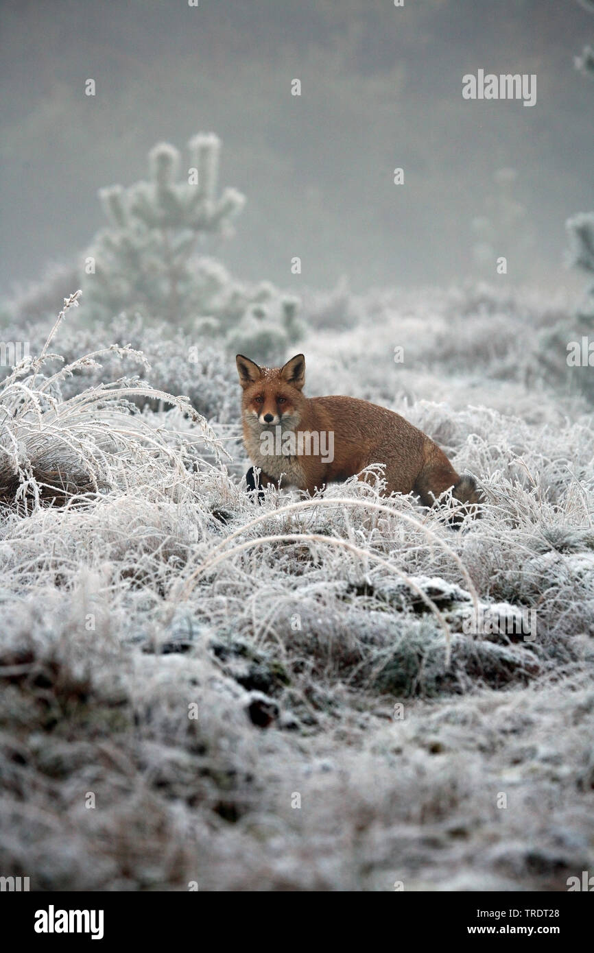 Red Fox (Vulpes vulpes), Jagd in einer Winterlandschaft, Niederlande Stockfoto