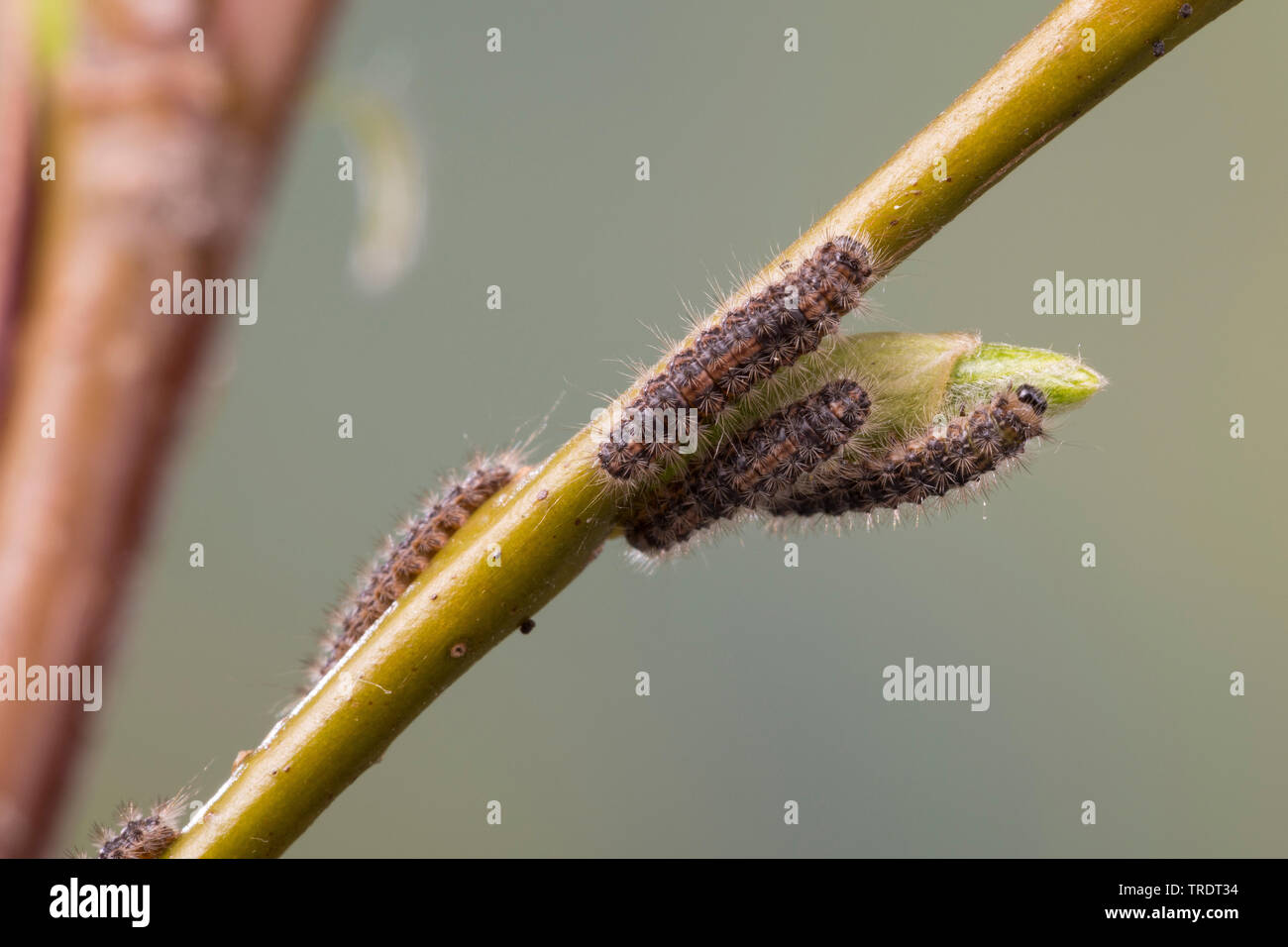 Aatin Motte, White Satin Motte (Leucoma salicis, Stilpnotia salicis), jungen Caterpillar Fütterung auf Willow, Deutschland Stockfoto