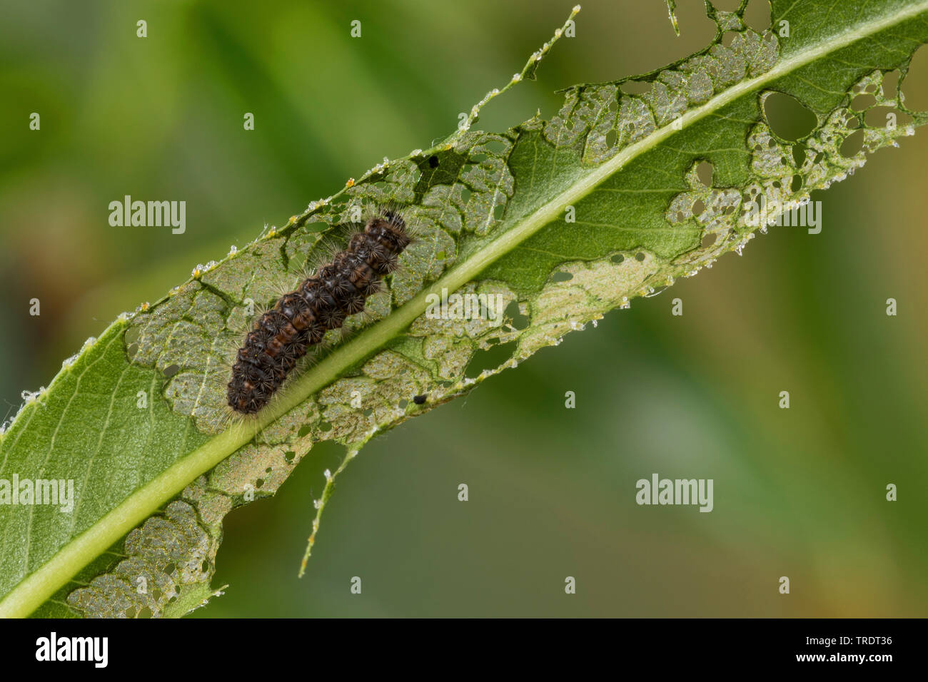 Aatin Motte, White Satin Motte (Leucoma salicis, Stilpnotia salicis), jungen Caterpillar Fütterung auf Willow verlässt, Deutschland Stockfoto