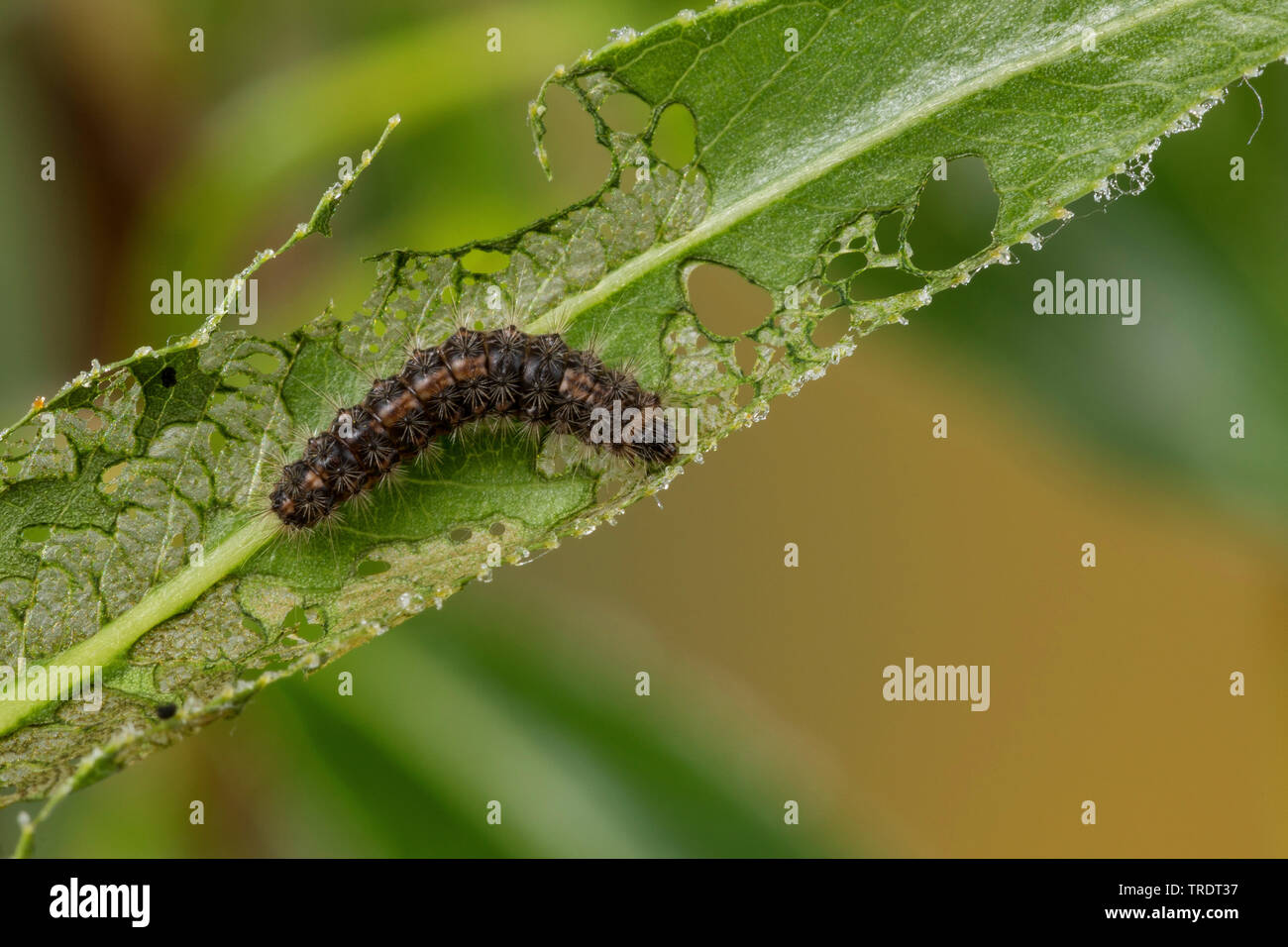 Aatin Motte, White Satin Motte (Leucoma salicis, Stilpnotia salicis), jungen Caterpillar Fütterung auf Willow verlässt, Deutschland Stockfoto