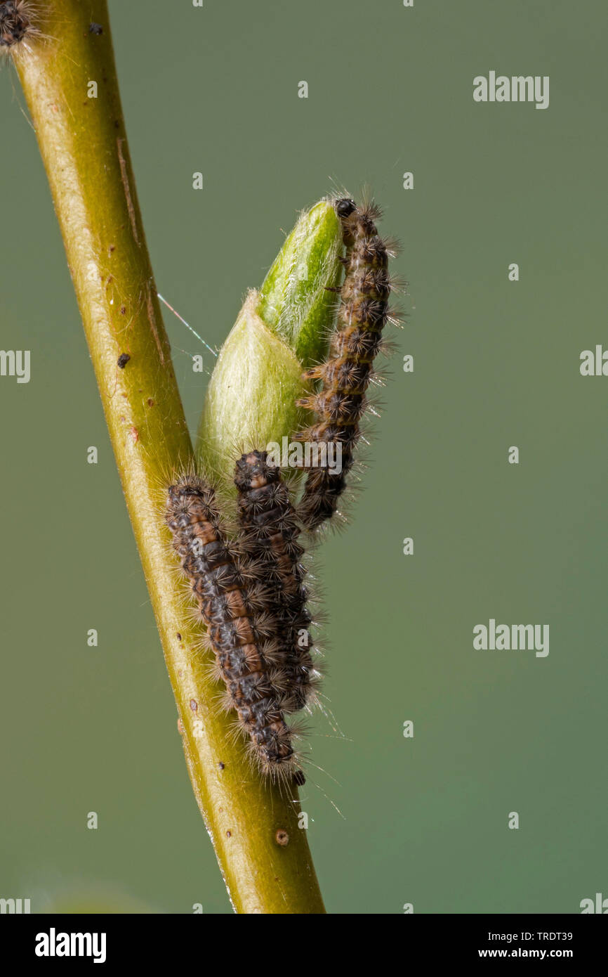 Aatin Motte, White Satin Motte (Leucoma salicis, Stilpnotia salicis), jungen Caterpillar Fütterung auf der Weide Knospe, Deutschland Stockfoto