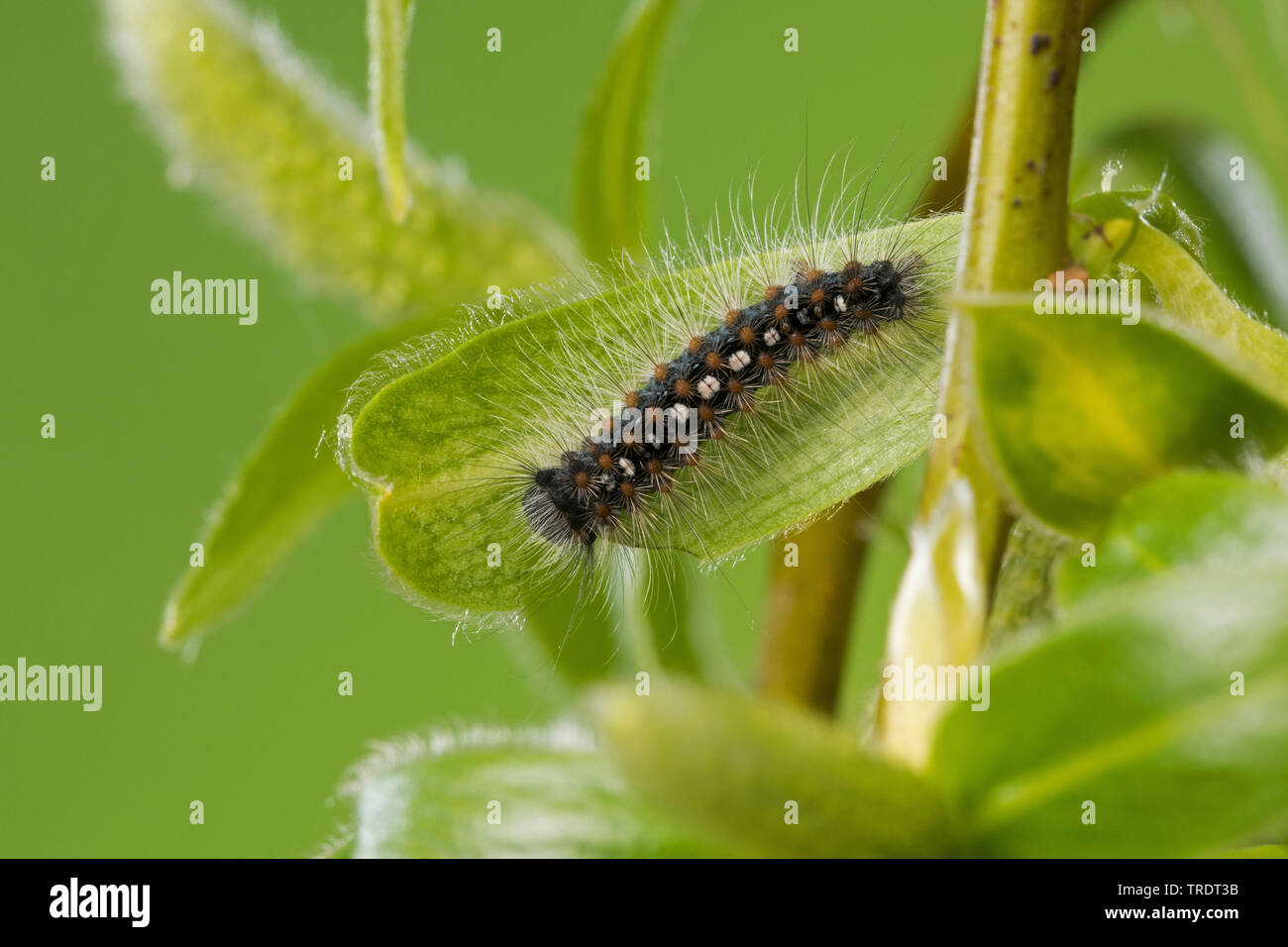 Aatin Motte, White Satin Motte (Leucoma salicis, Stilpnotia salicis), Caterpillar Fütterung auf Willow verlässt, Deutschland Stockfoto