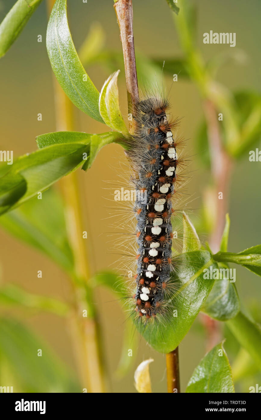 Aatin Motte, White Satin Motte (Leucoma salicis, Stilpnotia salicis), Caterpillar Fütterung auf Willow, Deutschland Stockfoto