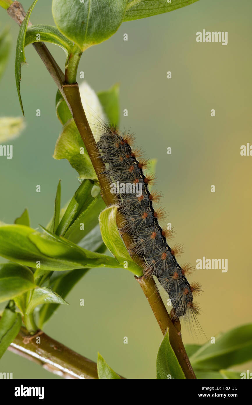Aatin Motte, White Satin Motte (Leucoma salicis, Stilpnotia salicis), Caterpillar Fütterung auf Willow, Deutschland Stockfoto