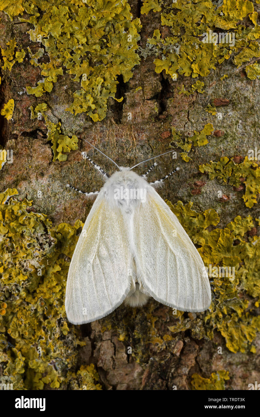 Aatin Motte, White Satin Motte (Leucoma salicis, Stilpnotia salicis), sitzend auf Rinde, Deutschland Stockfoto