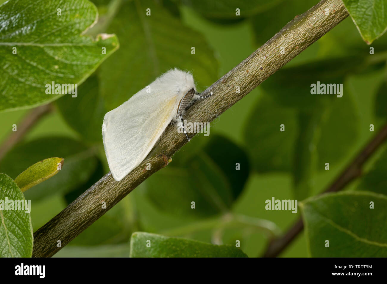 Aatin Motte, White Satin Motte (Leucoma salicis, Stilpnotia salicis), male auf einem Zweig, Deutschland Stockfoto