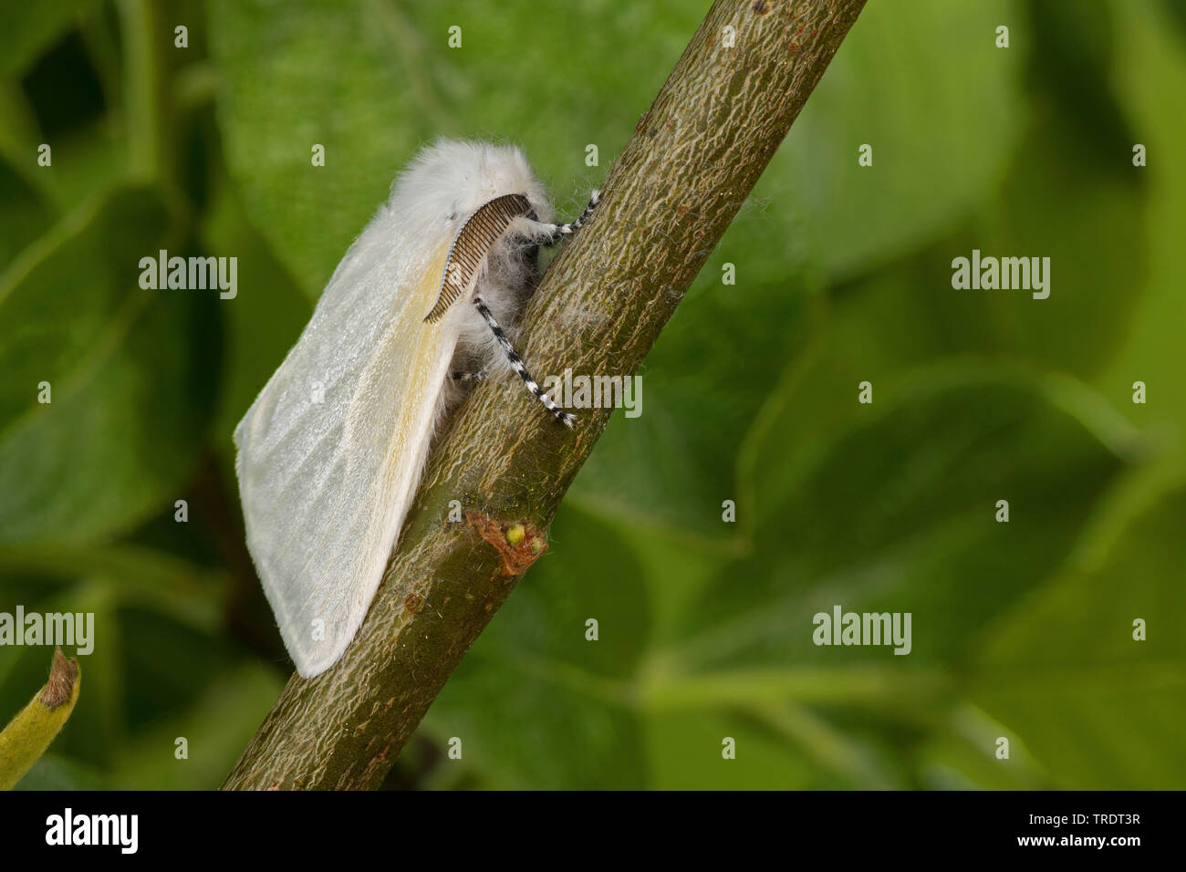 Aatin Motte, White Satin Motte (Leucoma salicis, Stilpnotia salicis), male auf einem Zweig, Deutschland Stockfoto