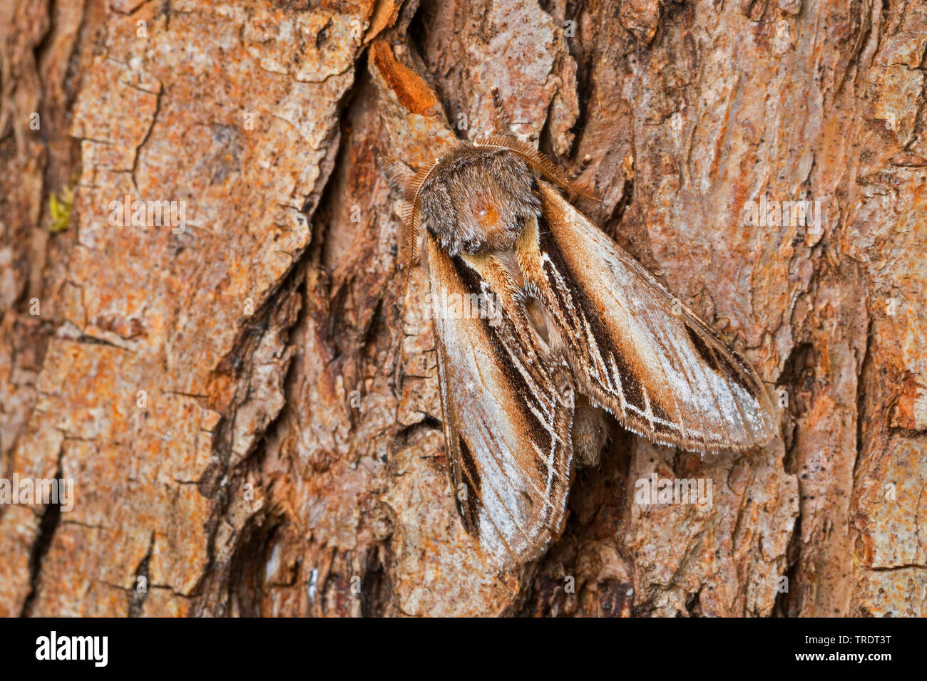 Swallow prominent (Pheosia Tremula), sitzend auf Rinde, gut getarnt, Deutschland Stockfoto