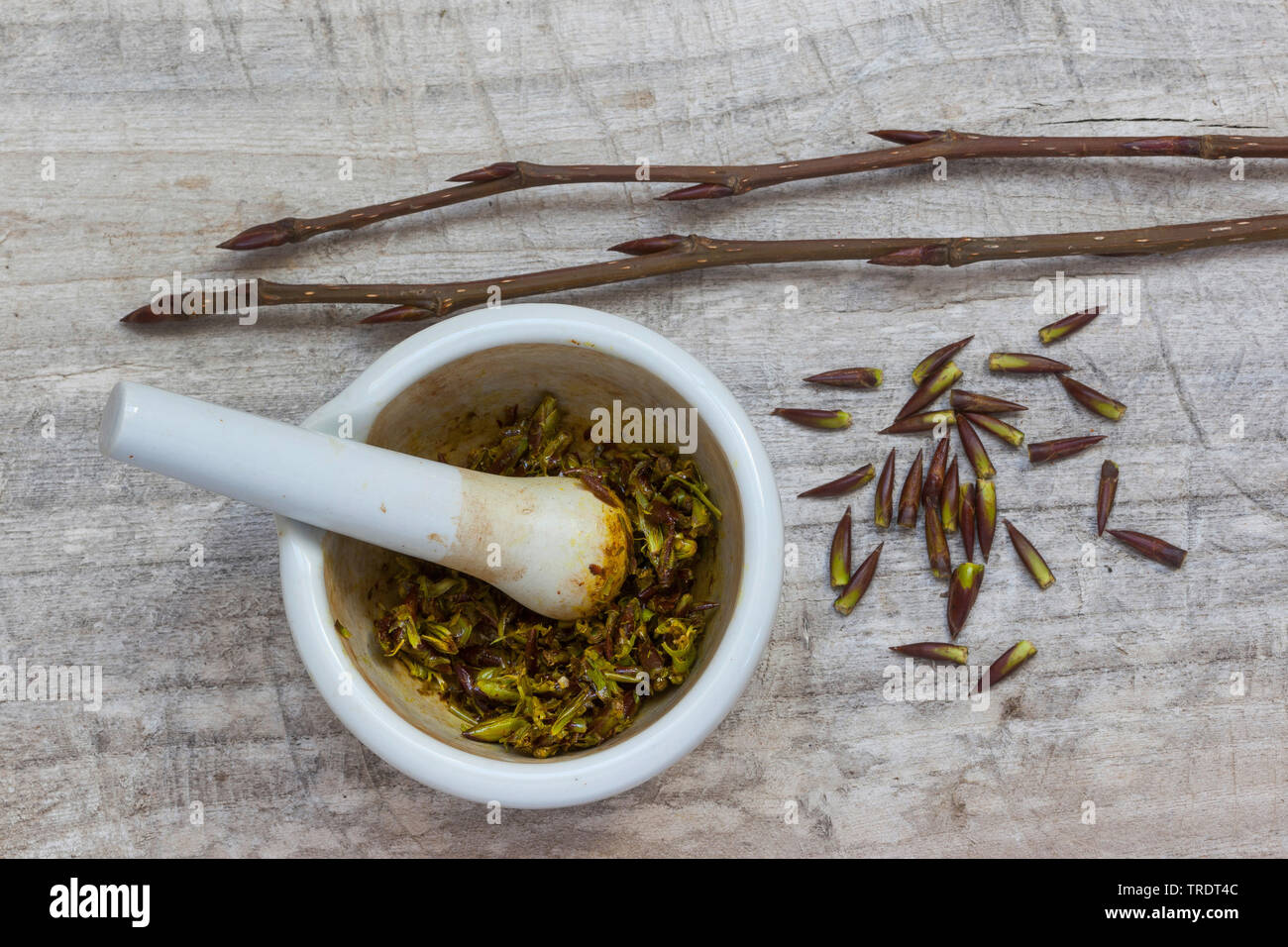 Balsam poplar, Ost Balsam-Pappel (Populus balsamifera tacamahac), Herstellung einer Pappel Creme: pestling Pappel Knospen Stockfoto
