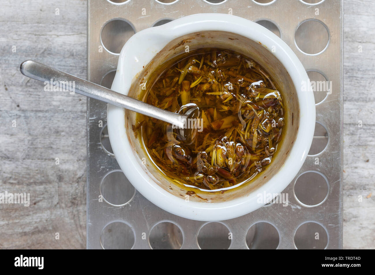 Balsam poplar, Ost Balsam-Pappel (Populus balsamifera tacamahac), Herstellung einer Pappel Creme: Pappel Knospen sind beheizt in Olivenöl Stockfoto