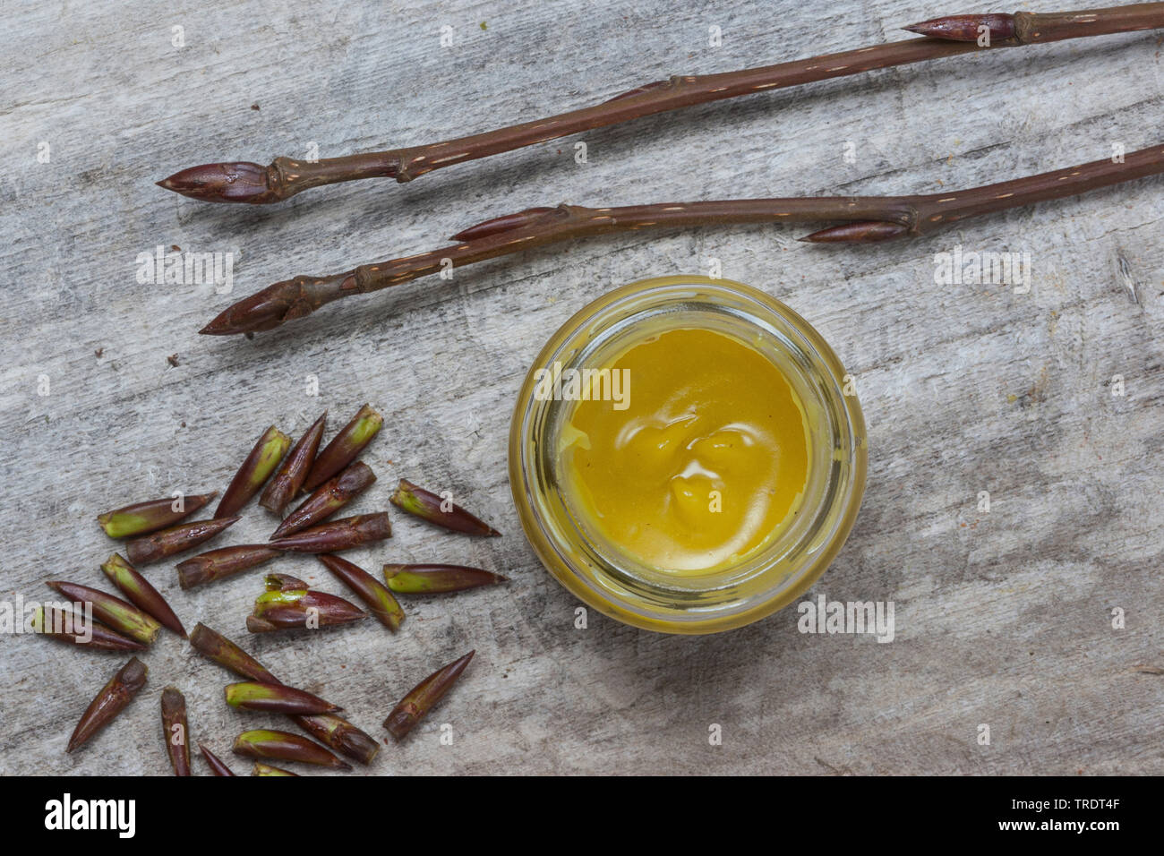 Balsam poplar, Ost Balsam-Pappel (Populus balsamifera tacamahac), Herstellung einer Pappel Creme: Pappel bud Creme Stockfoto