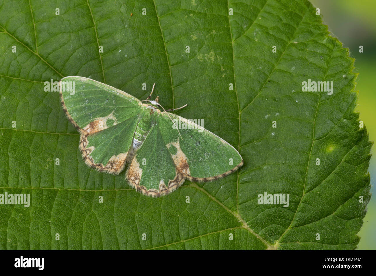 gestromt-Smaragd (Comibaena Bajularia, Comibaena Pustulata, Euchloris Pustulata), sitzt auf einem Blatt, Deutschland Stockfoto