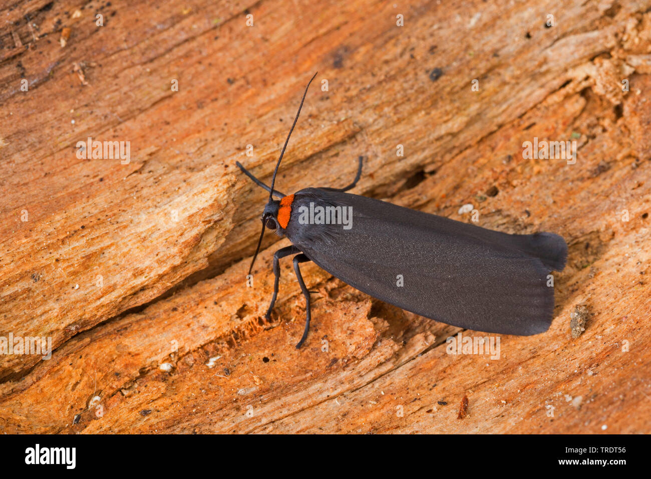 Red-necked Lackei (Atolmis rubricollis, Gnophria rubricollis), sitzend auf Holz, Deutschland Stockfoto