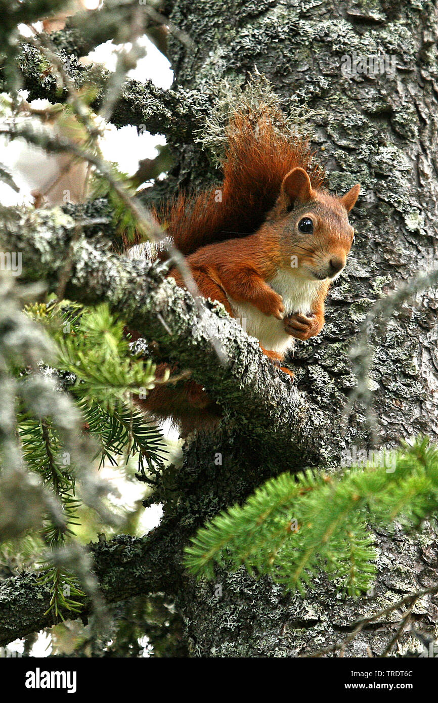 Europäische Eichhörnchen, Eurasischen Eichhörnchen (Sciurus vulgaris), sitzen auf einer Fichte, Niederlande Stockfoto