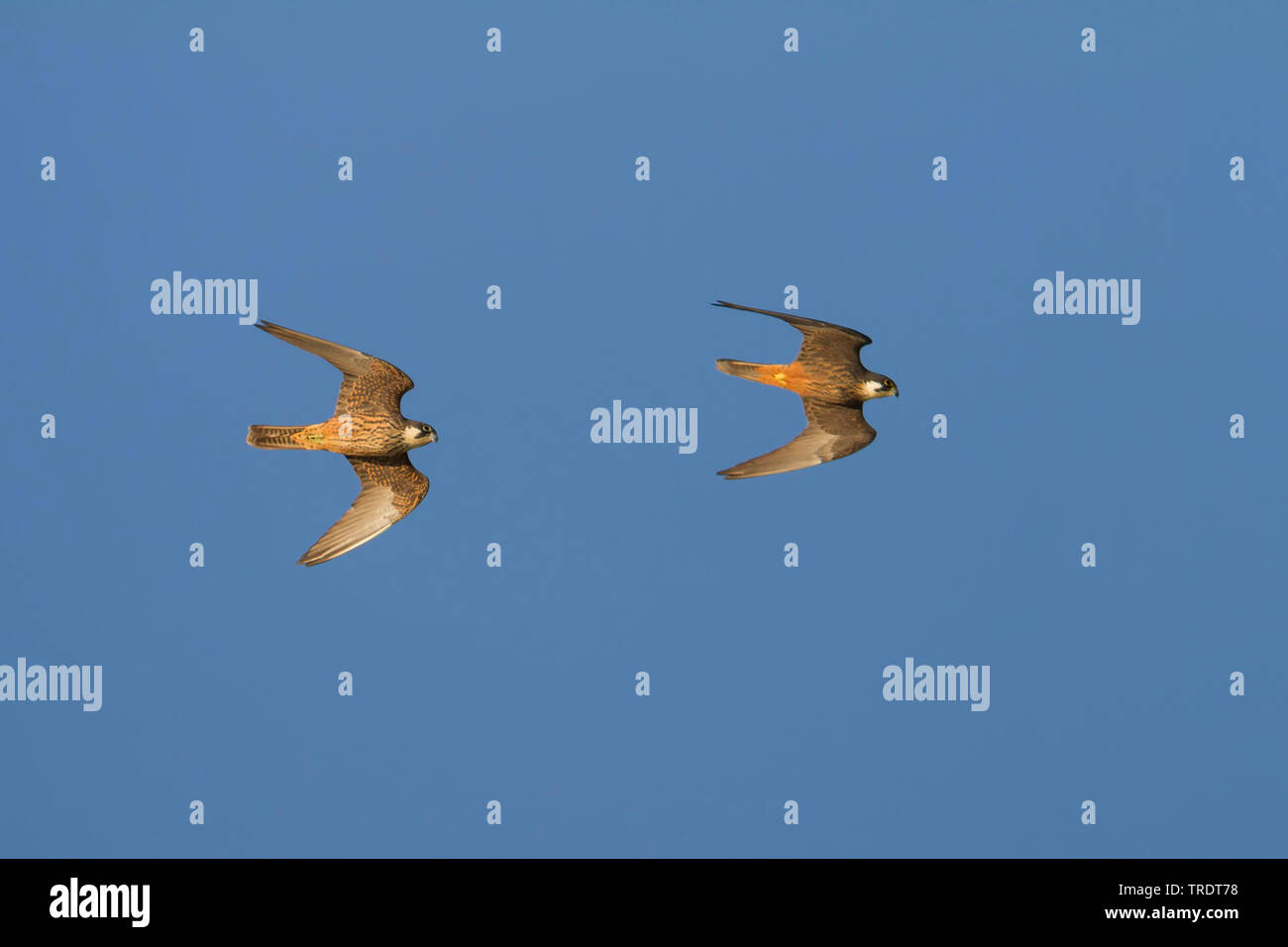Eleonorenfalken (Falco eleonorae), zwei Falken im Flug fliegen, Zypern Stockfoto