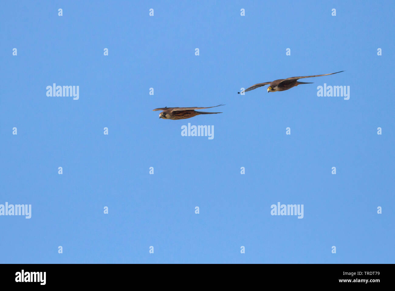 Eleonorenfalken (Falco eleonorae), zwei Falken im Flug fliegen, Zypern Stockfoto