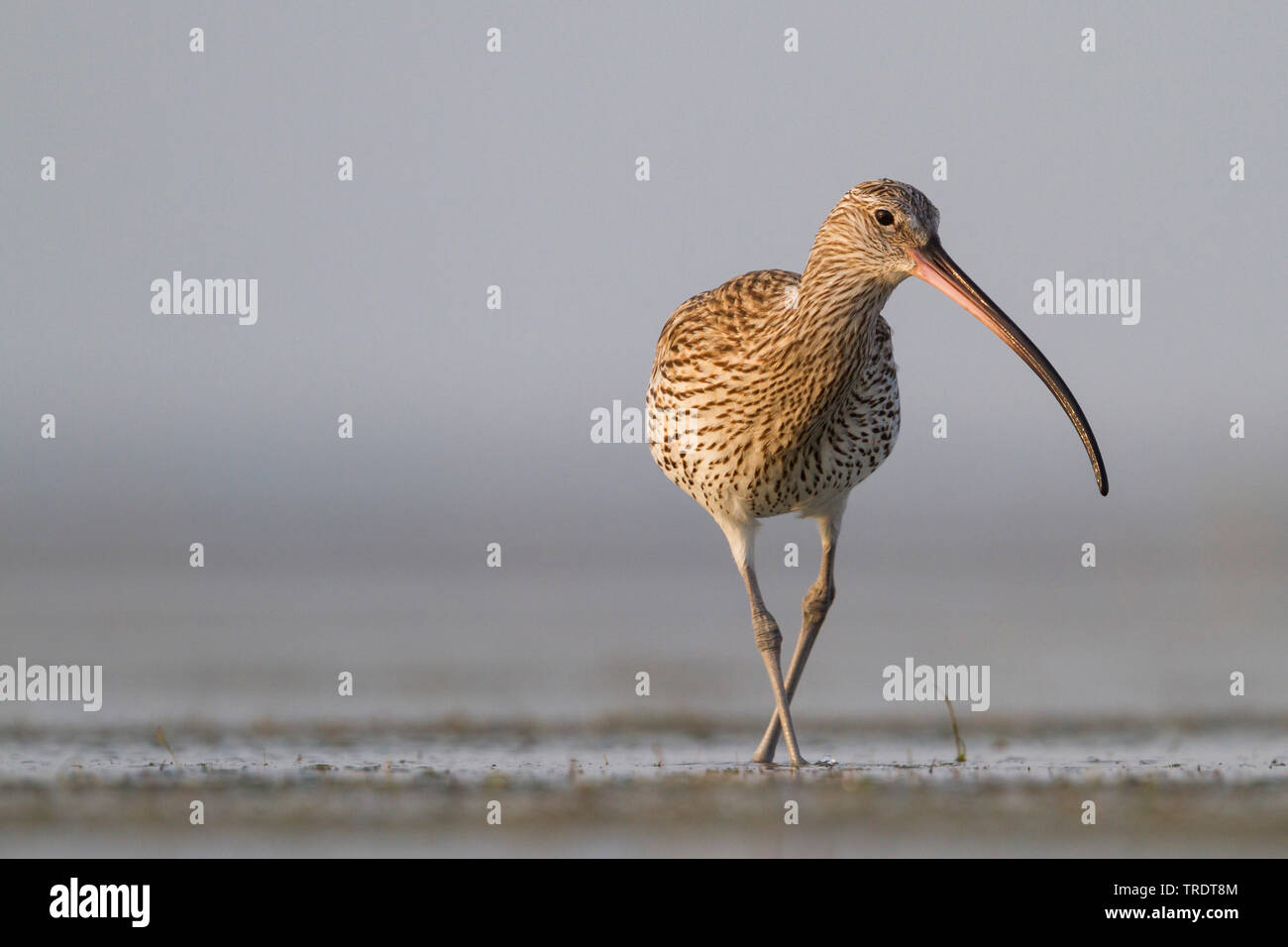 Western Brachvögel (Numenius arquata orientalis, Numenius orientalis), im Wasser, auf der Suche nach Essen, Oman Stockfoto