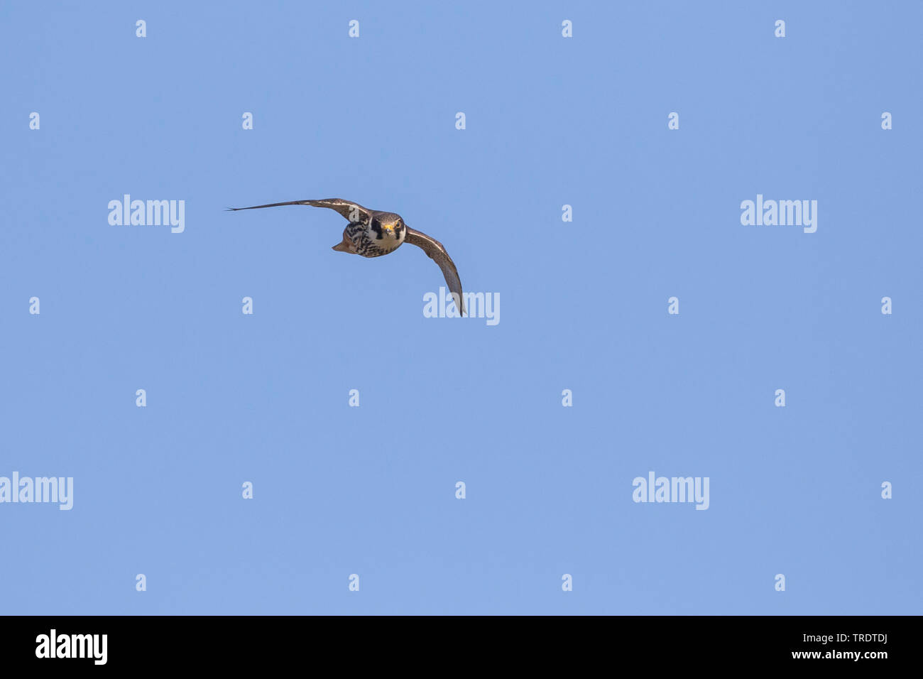 Northern hobby (Falco subbuteo), im Flug, Russland, Baikalsee Stockfoto