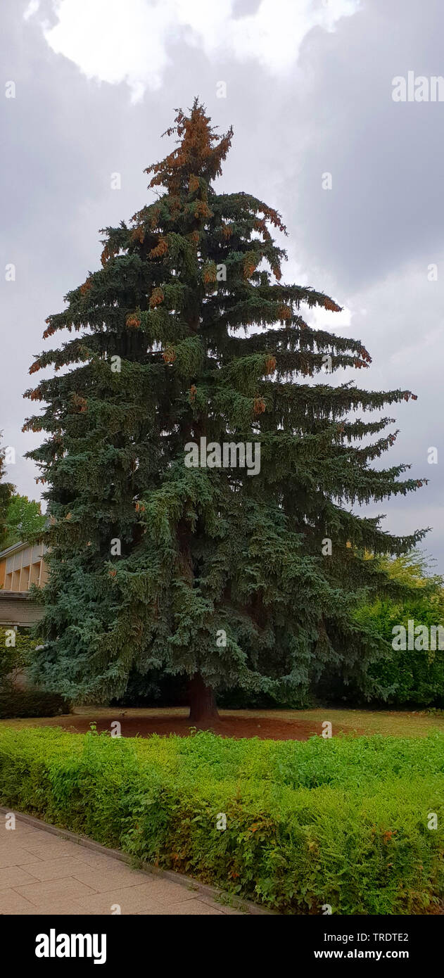 Colorado Blue Spruce (Picea pungens 'hastata ', Picea pungens Hastata), Gewohnheit, Deutschland Stockfoto