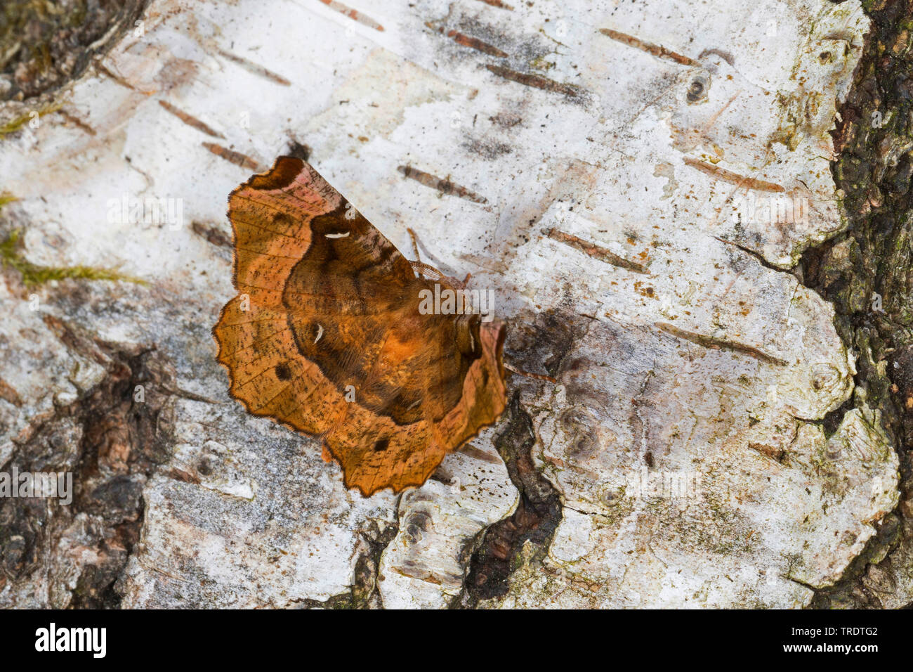 Lila Thorn, Thorn (Lunar Selenia tetralunaria), sitzend auf Birkenrinde, Ansicht von oben, Deutschland Stockfoto