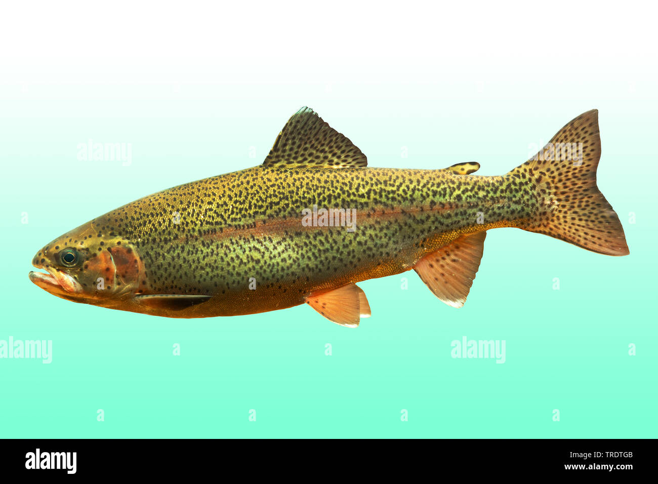 Die Regenbogenforelle (Oncorhynchus mykiss, Salmo gairdneri), Cut-out, Deutschland Stockfoto