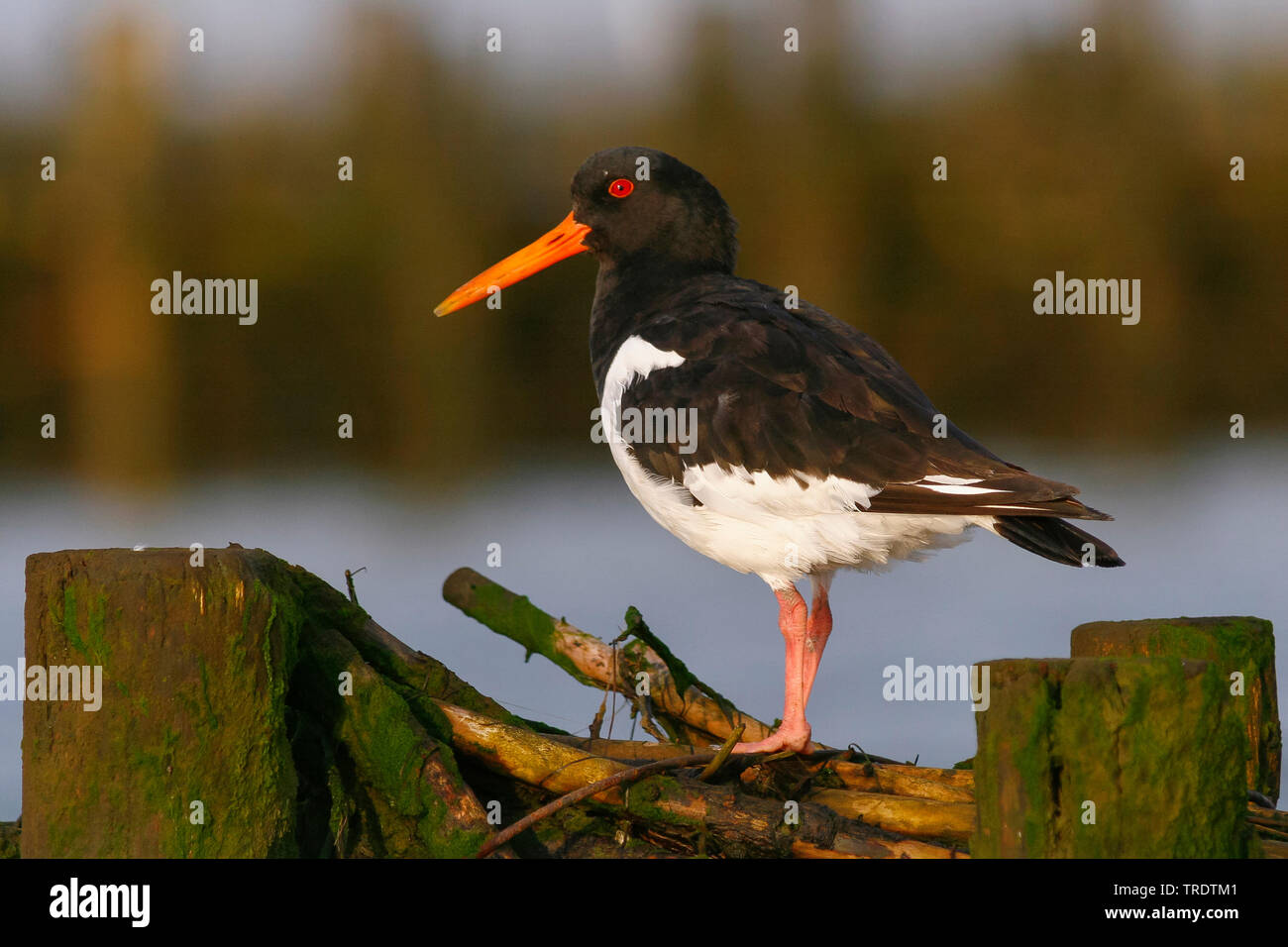 Paläarktis Austernfischer (Haematopus ostralegus), hocken auf einer hölzernen Wavebreaker, Seitenansicht, Deutschland Stockfoto