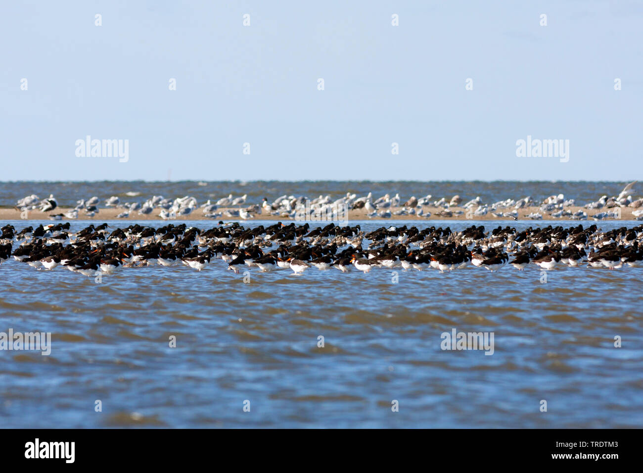 Paläarktis Austernfischer (Haematopus ostralegus), Herde im seichten Wasser an der Küste, Deutschland Stockfoto