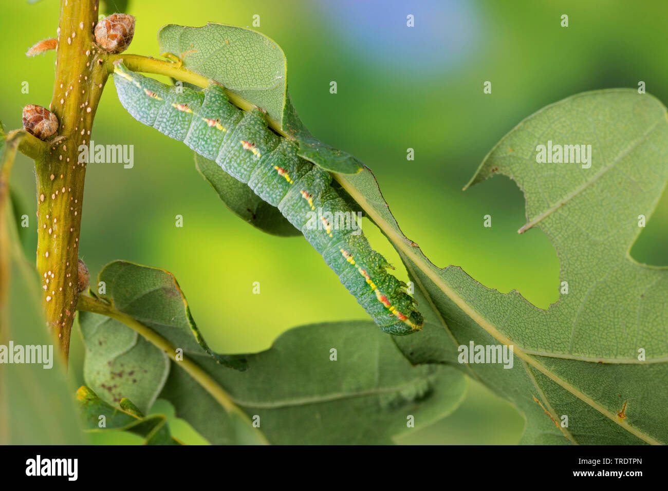 Eiche braun marmoriert (Drymonia querna), Caterpillar Fütterung auf ein eichenblatt, Deutschland Stockfoto