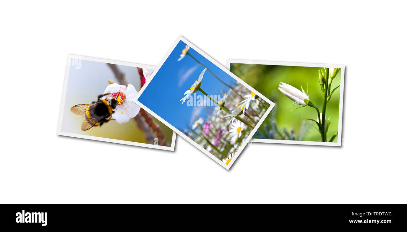 Collage mit einigen meiner Blume Bilder mit bumble bee Stockfoto