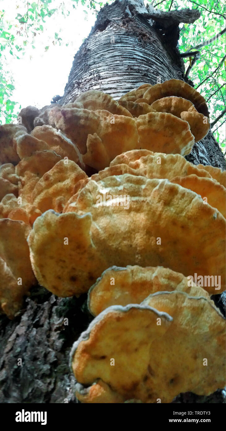 Das Huhn von den Wäldern, Aulphur polypore, Schwefel Shelf (Laetiporus sulfureus), auf einem Baumstamm Wild Cherry, Deutschland Stockfoto