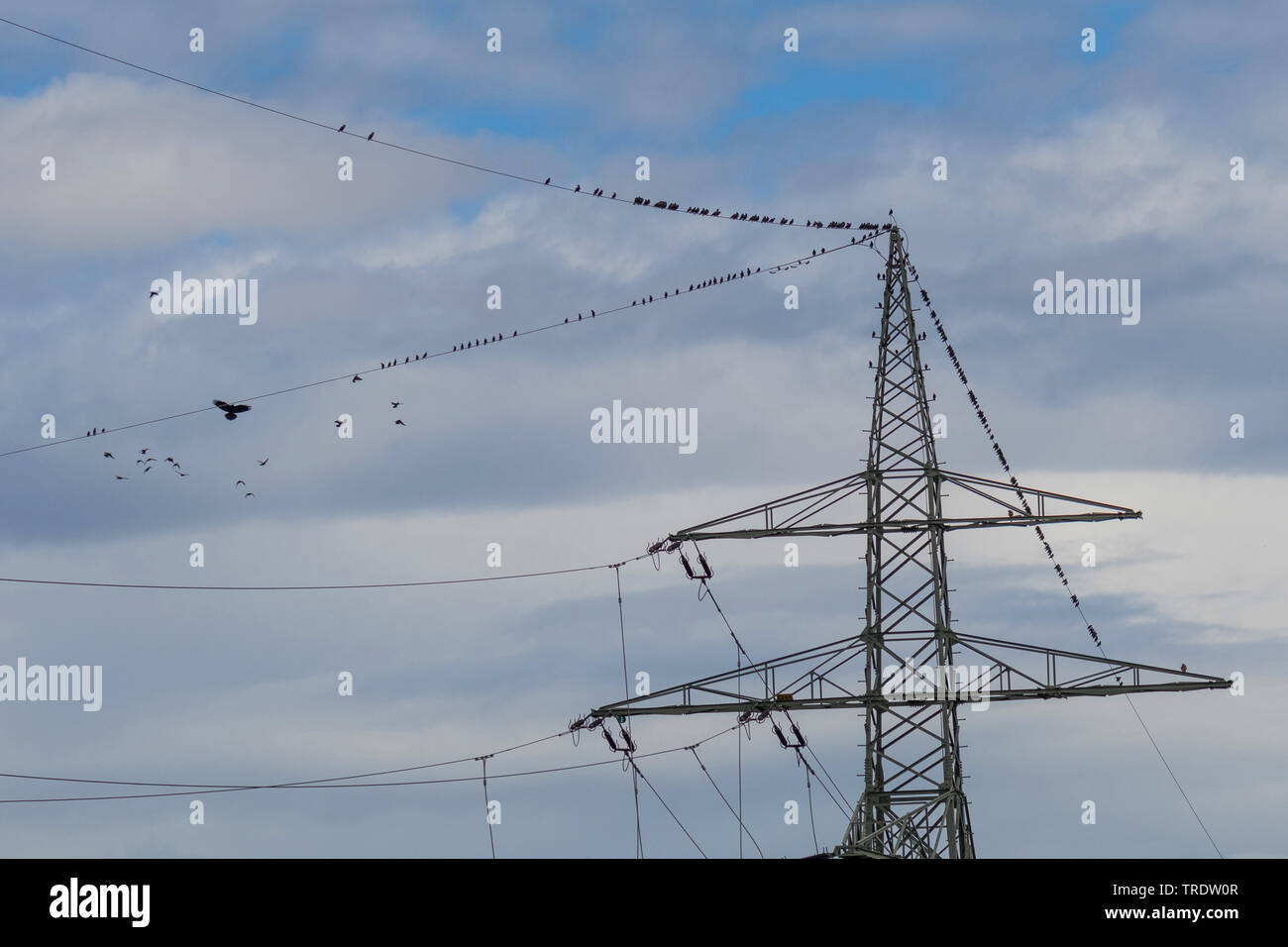 Gemeinsame Star (Sturnus vulgaris), trooping für Bird Migration auf einer Hochspannungsleitung, sind von einer Nebelkrähe, Deutschland, Bayern, Isental angegriffen Stockfoto