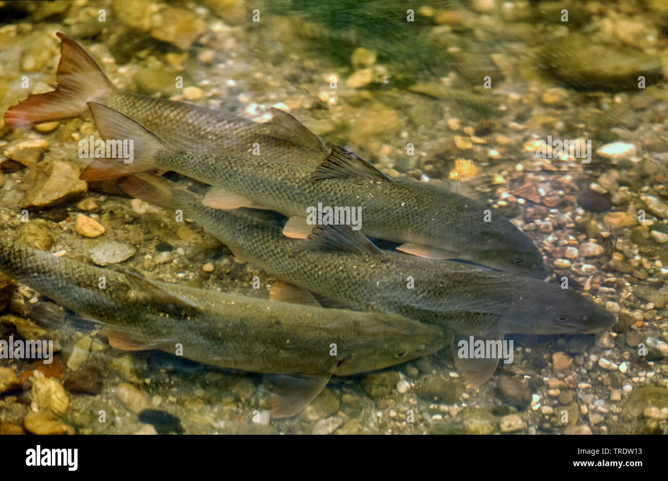 Barbe (Barbus barbus), Laich auf Schotter, Deutschland, Bayern Stockfoto