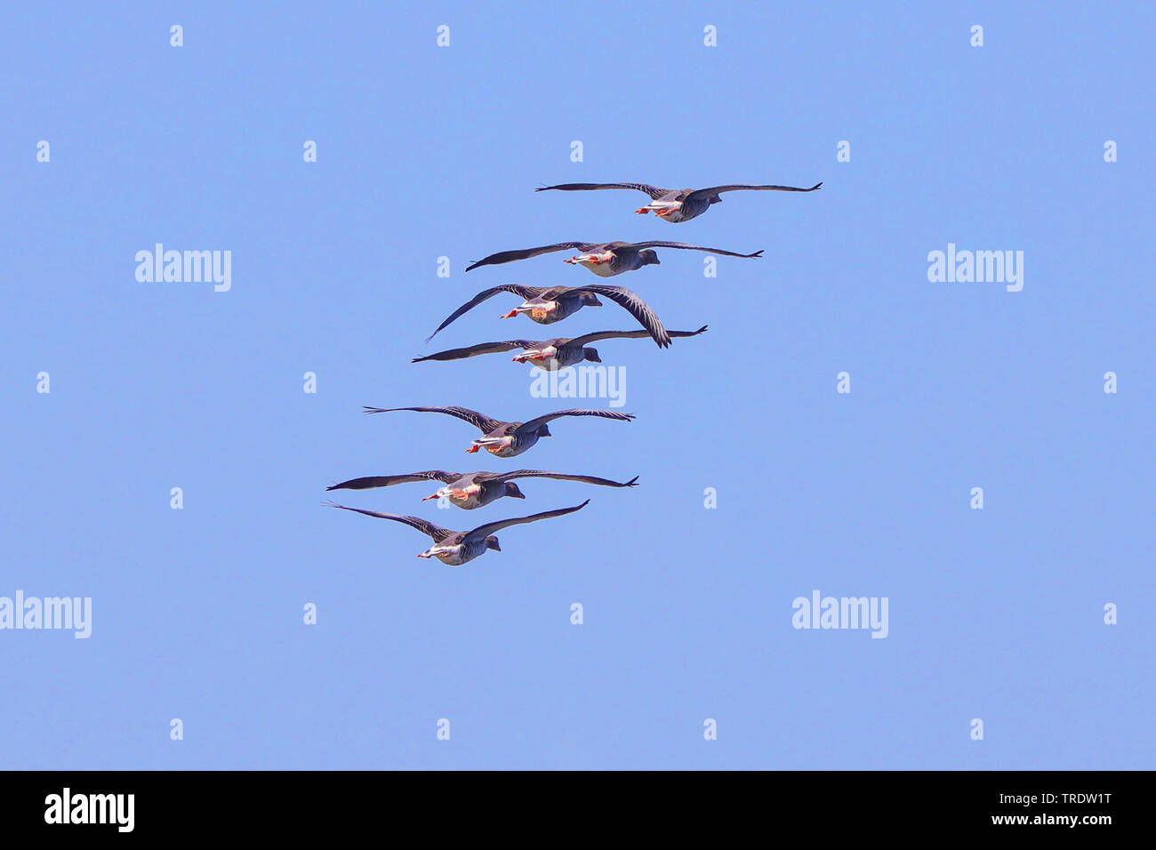 Graugans (Anser anser), Gruppe im Formationsflug, Deutschland, Bayern Stockfoto