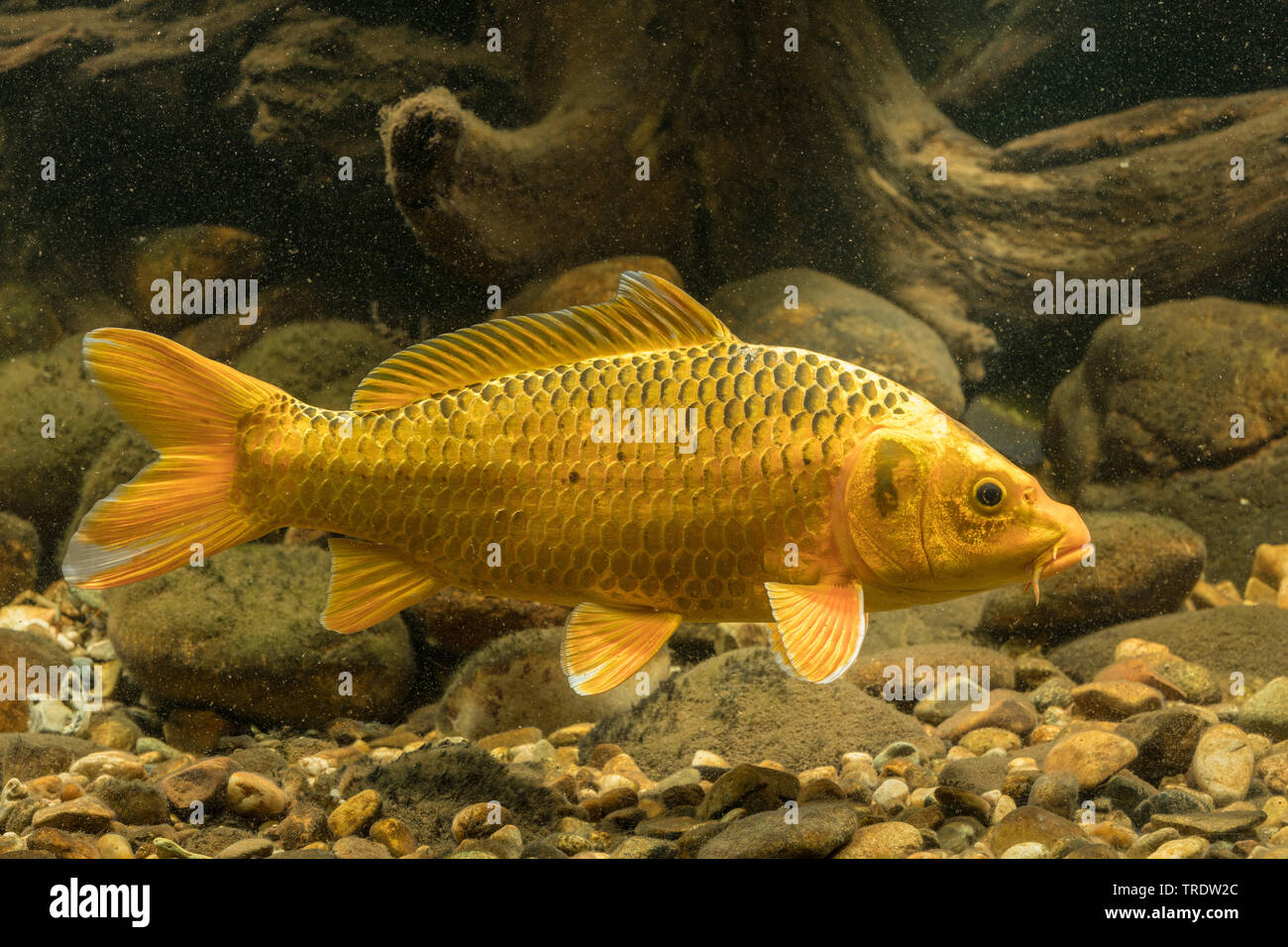 Carp, Karpfen, Europäische KARPFEN (CYPRINUS CARPIO), orange Form, Deutschland Stockfoto