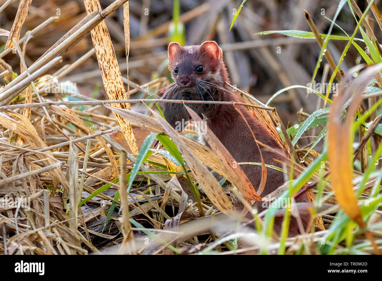 Hermelin Hermelin, Short-tailed weasel (Mustela erminea), die von der Wasserseite mit Maus gefangen, Deutschland, Bayern Stockfoto