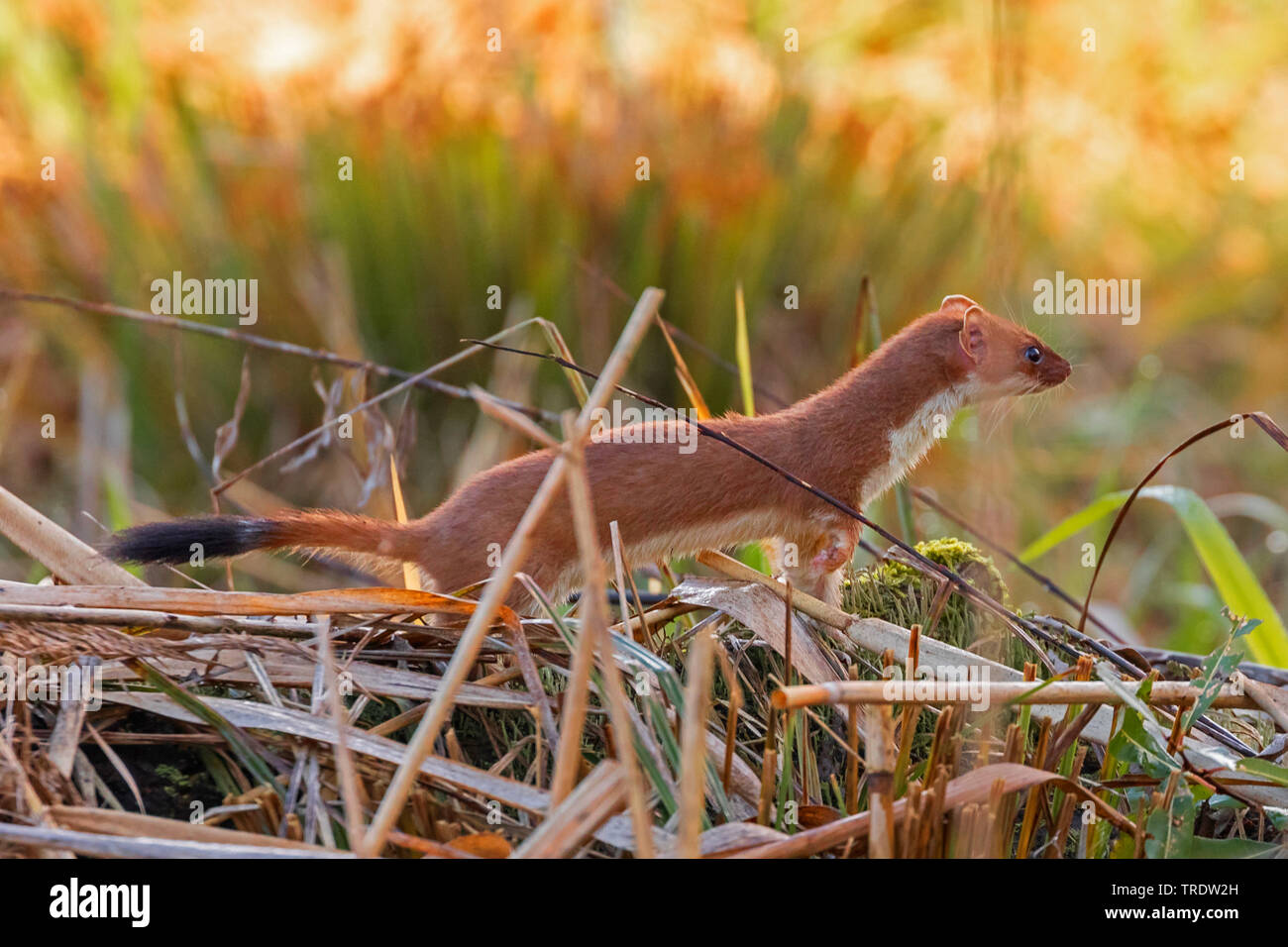 Hermelin Hermelin, Short-tailed weasel (Mustela erminea), die von der Wasserseite, Deutschland, Bayern Stockfoto