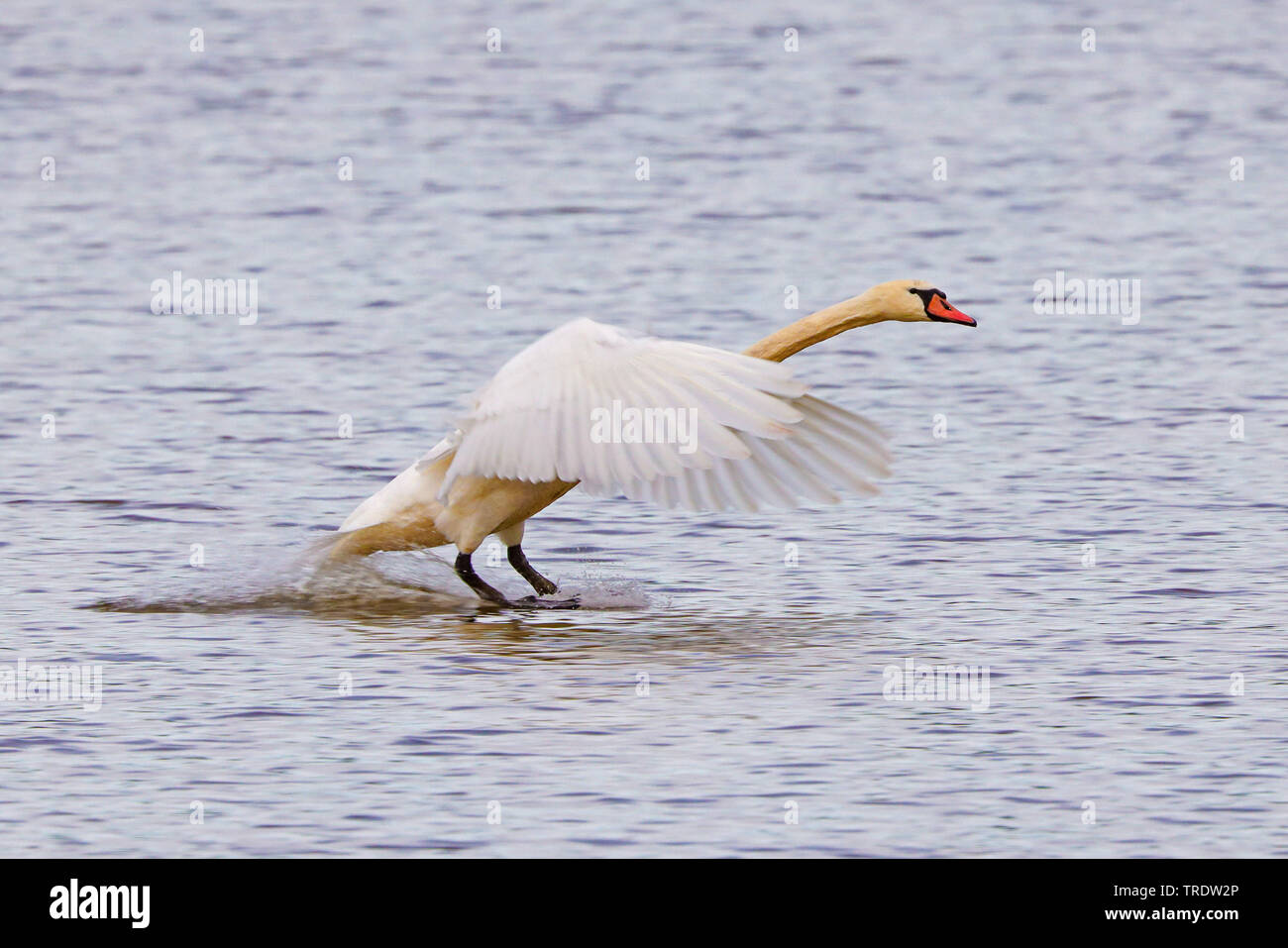 Höckerschwan (Cygnus olor), Landung auf dem Wasser, Seitenansicht, Deutschland, Bayern Stockfoto