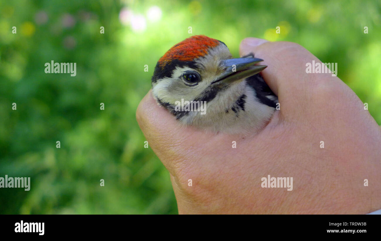 Mitte Buntspecht (Picoides medius, Dendrocopos medius), halten Sie in der Hand, Finnland Stockfoto