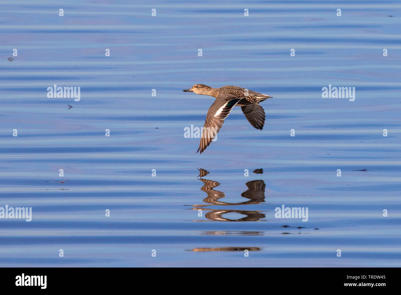 Schnatterente (Anas strepera, Mareca strepera), im Flug über der Wasseroberfläche, Seitenansicht, Deutschland, Bayern, Chiemsee Stockfoto