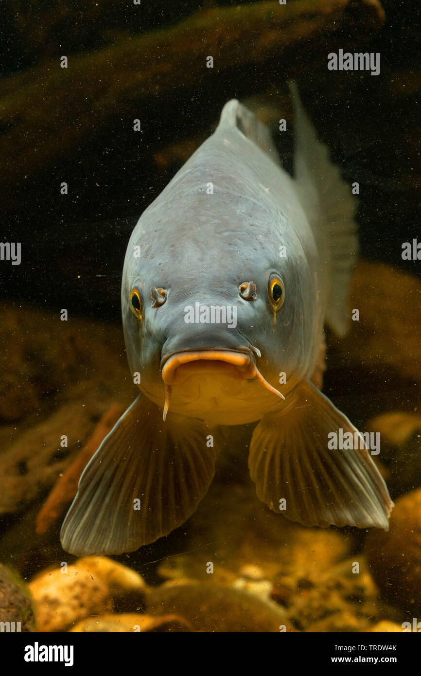 Karpfen, Karpfen, europäischen Karpfen (Cyprinus Carpio), Porträt, Deutschland Stockfoto