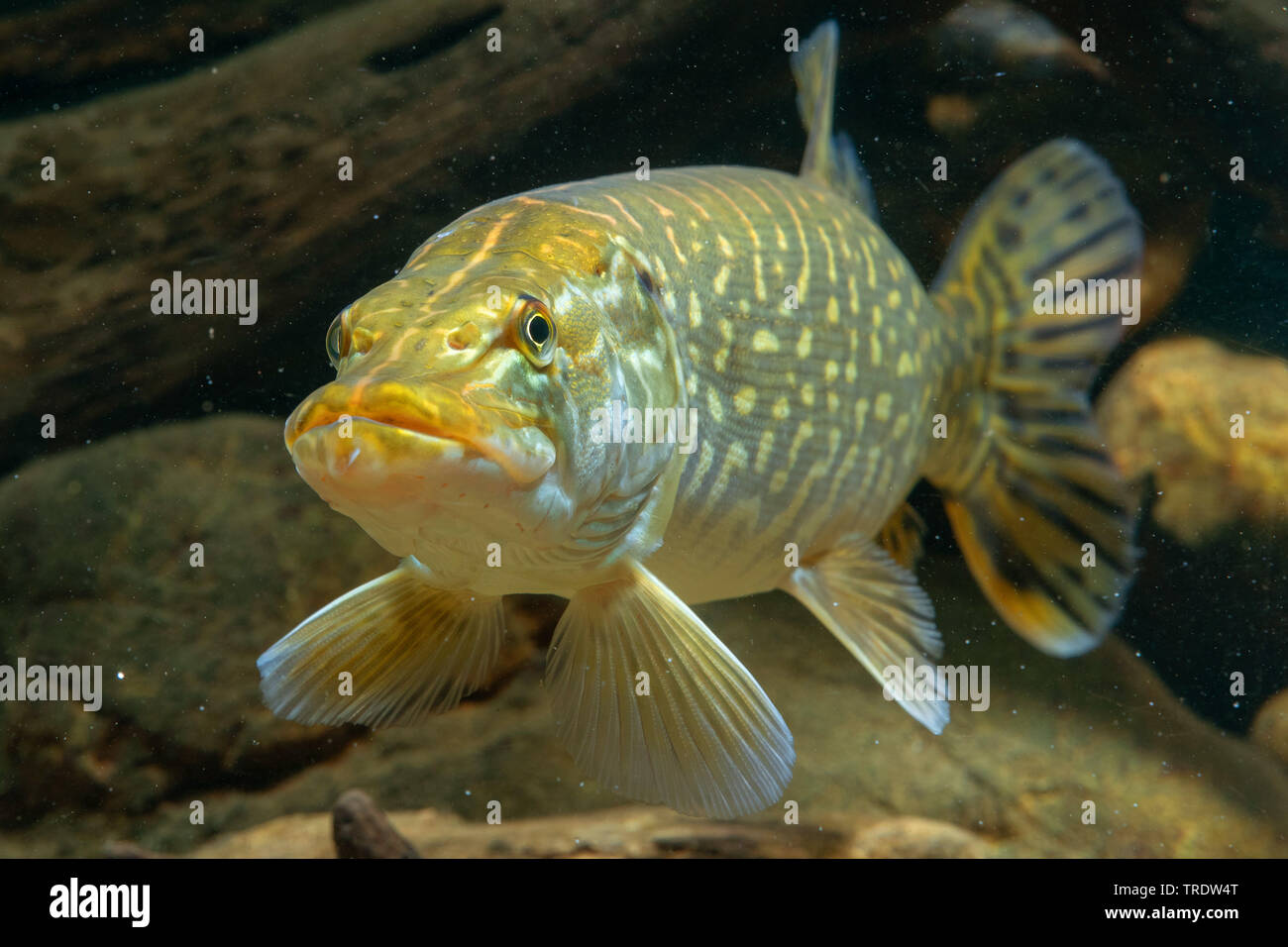 Hecht, Hecht (Esox lucius), Schwimmen, Vorderansicht, Deutschland Stockfoto