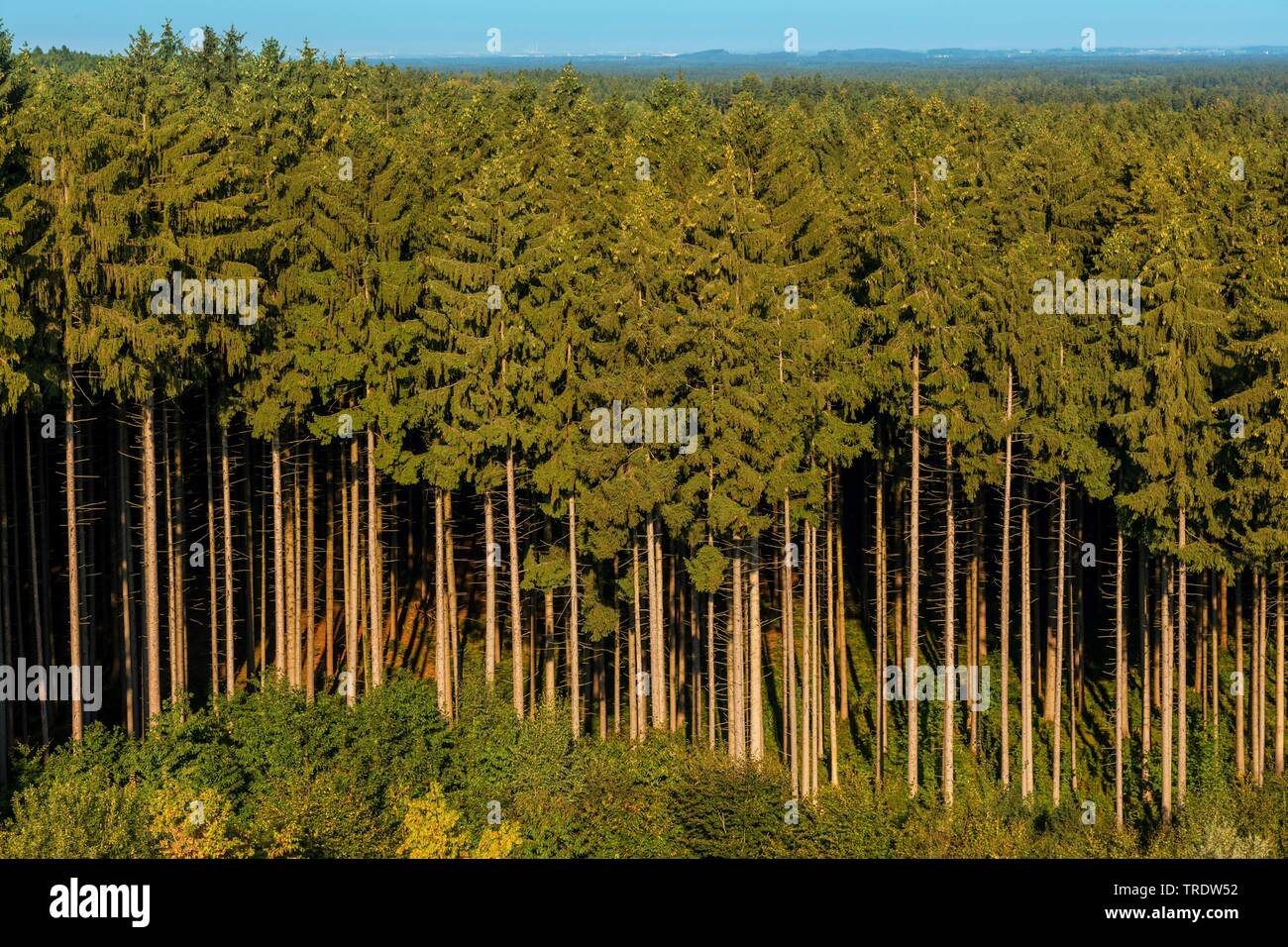 Die Fichte (Picea abies), Fichtenwald, Deutschland, Bayern, Ebersberg Stockfoto
