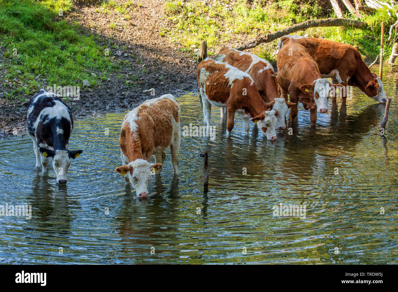 Inländische Rinder (Bos primigenius f. Taurus), Rinder, die in einen Bach und trinkt, Deutschland, Bayern, Chiemsee Stockfoto