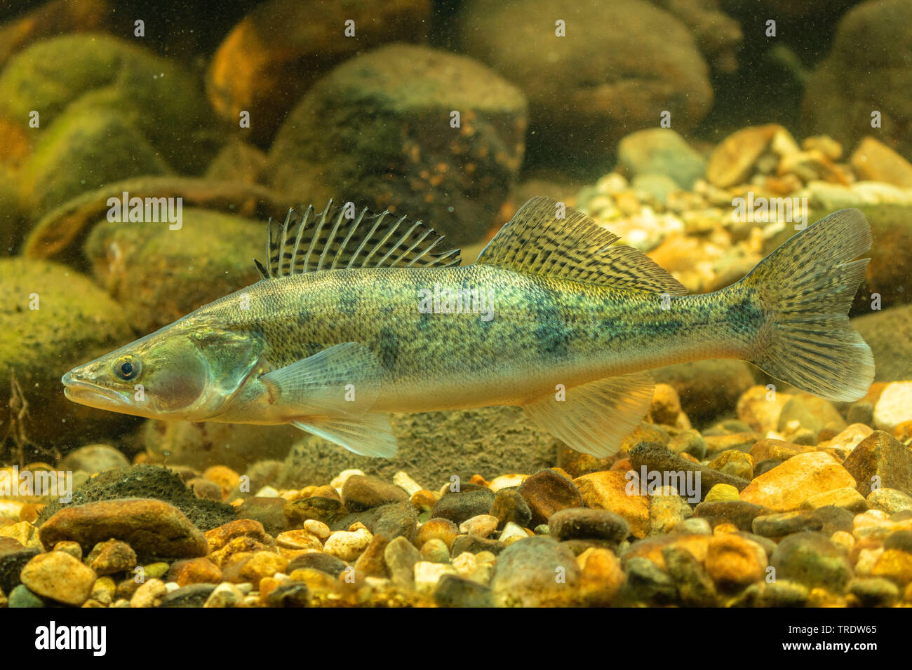 Sander lucioperca unter wasser deutschland Fotos und Bildmaterial in hoher Auflösung Alamy