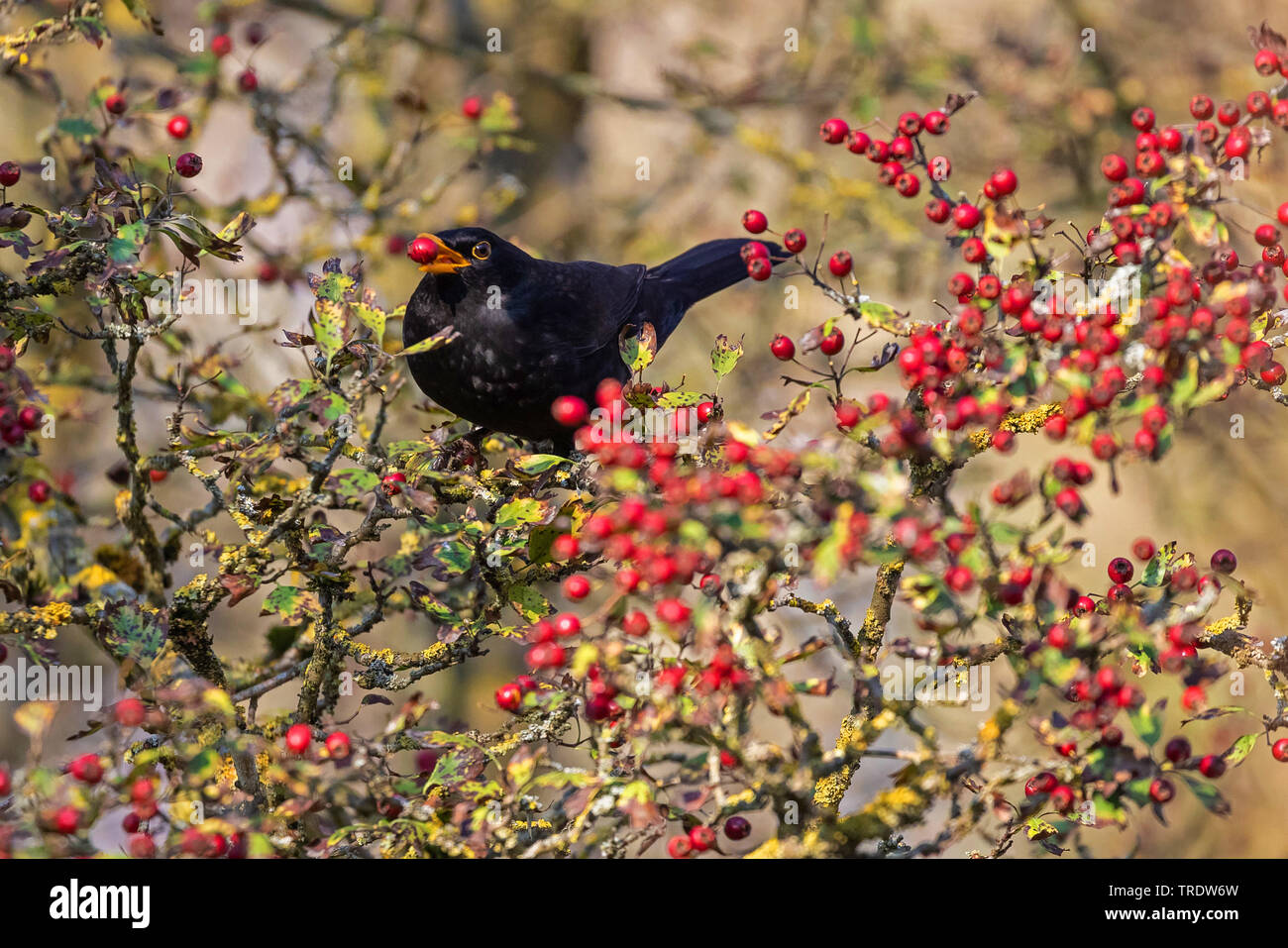 Amsel (Turdus merula), Fütterung mit Weißdorn-Beeren, Deutschland, Bayern, Chiemsee Stockfoto