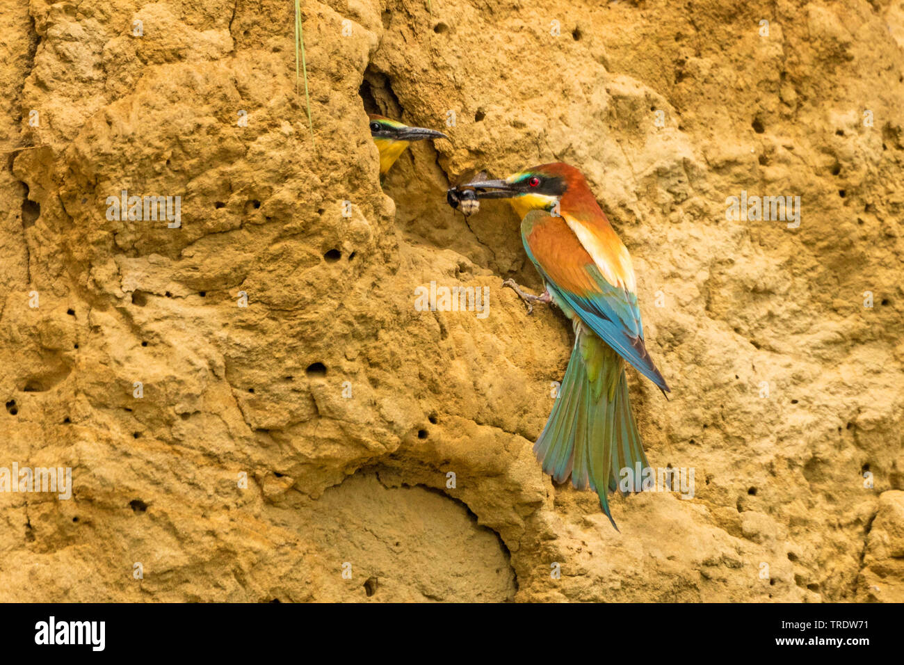 Europäische bee Eater (Merops apiaster), womit eine Hummel zu einem wartenden jungen Vogel in einer Zucht Loch, Deutschland, Bayern Stockfoto