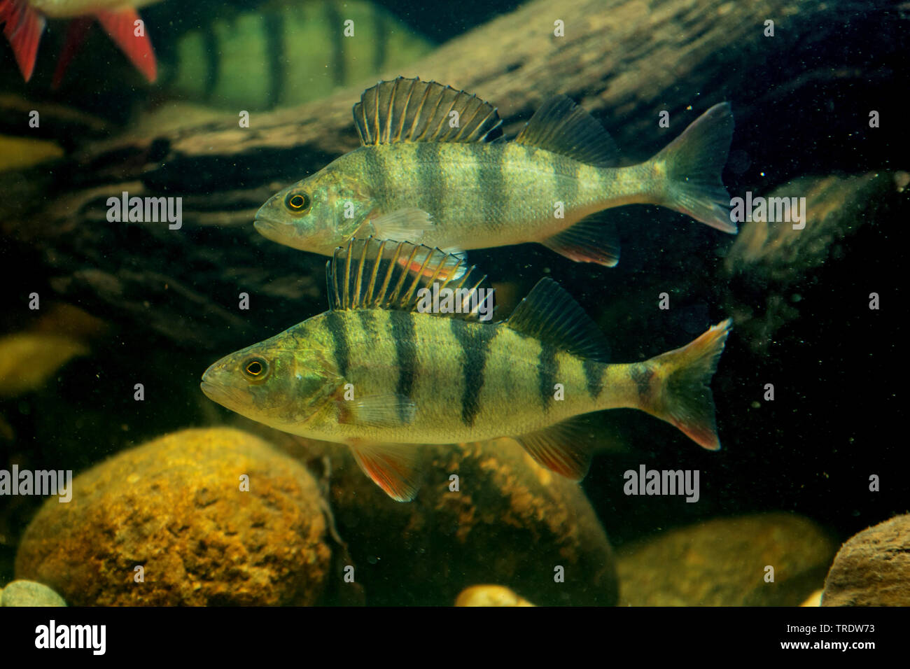 Barsch, Zander, redfin Barsch (Perca fluviatilis), Schwimmen, Seitenansicht, Deutschland Stockfoto