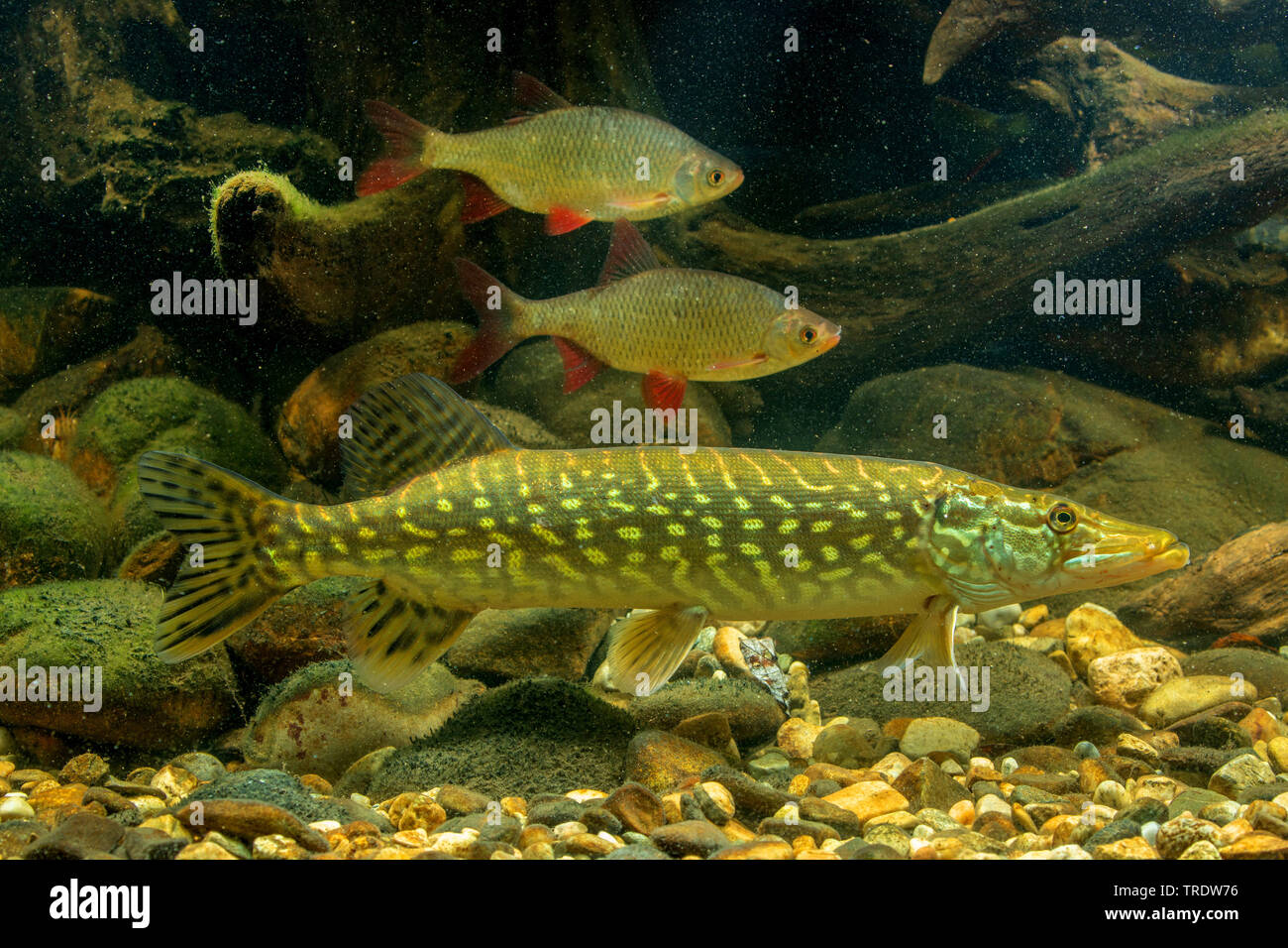 Hecht, Hecht (Esox lucius), mit Beute Fische im Hintergrund, Seitenansicht, Deutschland Stockfoto