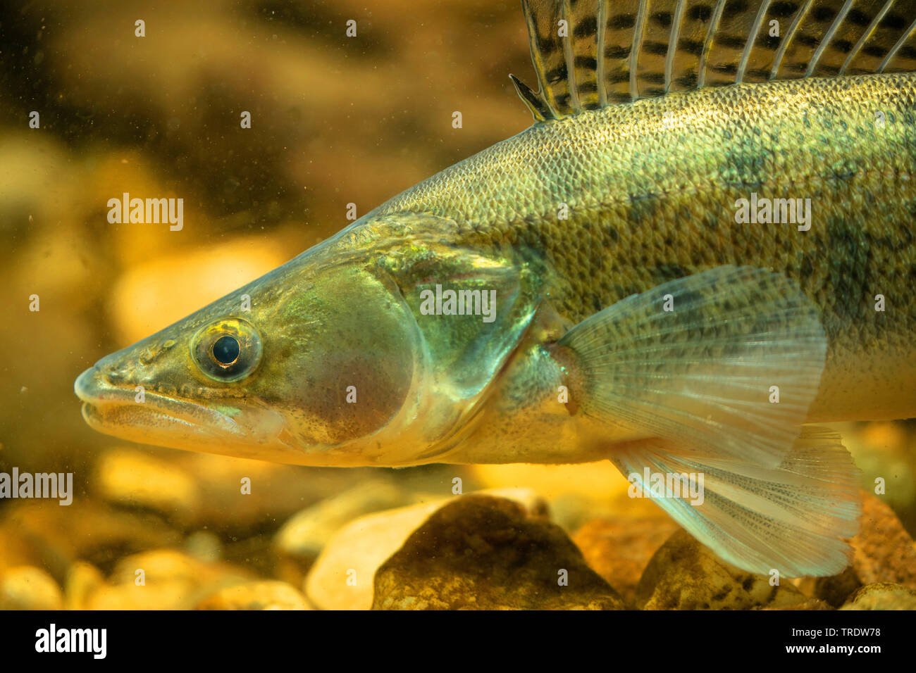 Zander fish Fotos und Bildmaterial in hoher Auflösung Alamy
