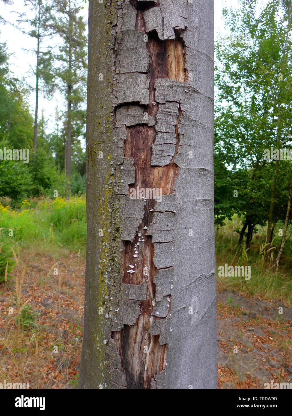Gemeinsame Buche (Fagus sylvatica), Rinde mit Schäden durch einen Pilz Infektion, Deutschland Stockfoto